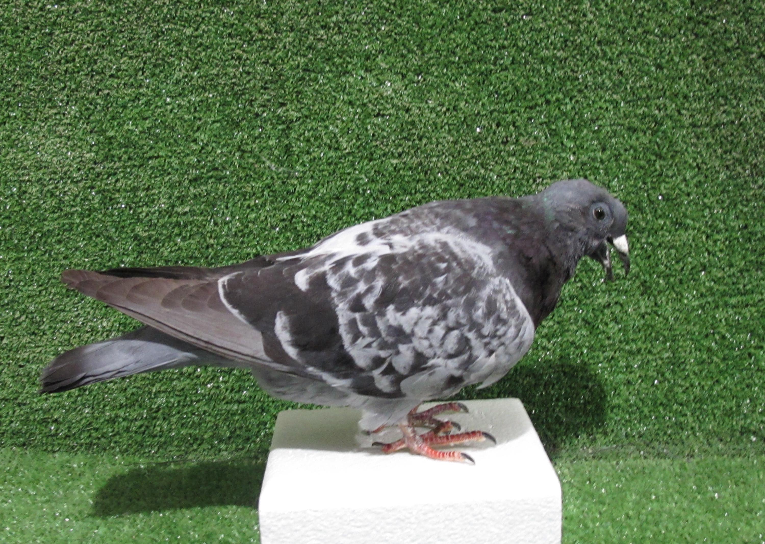 鳥剥製】スンダベニサンショウクイ 標本 鳥 カラス ムクドリ ハト