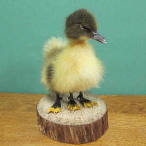 3 Legs Yellow & Brown Fluffy Duckling Real Bird Taxidermy Mount Sideshow Gaff