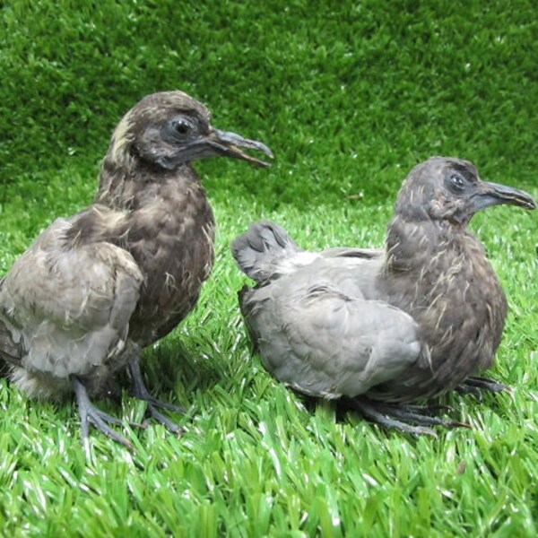 2 Pigeon Squabs Chicks Bird Taxidermy Mount Standing and Sitting