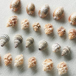 Natuurlijke schelpkralen, gemengde zeeslakkralen, benodigdheden voor het maken van doe-het-zelf sieraden 5 stks/set