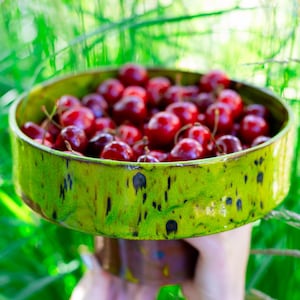 May include: A bowl of ripe, red cherries, held against a backdrop of green foliage. The bowl is a vibrant green with a speckled design. The cherries are glossy and appear fresh.
