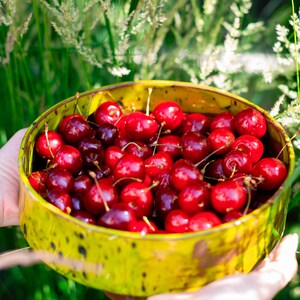 May include: A yellow bowl brimming with fresh, red cherries. The cherries are a deep red, with some appearing darker. The bowl has a speckled pattern and is held against a background of green foliage and tall grass.