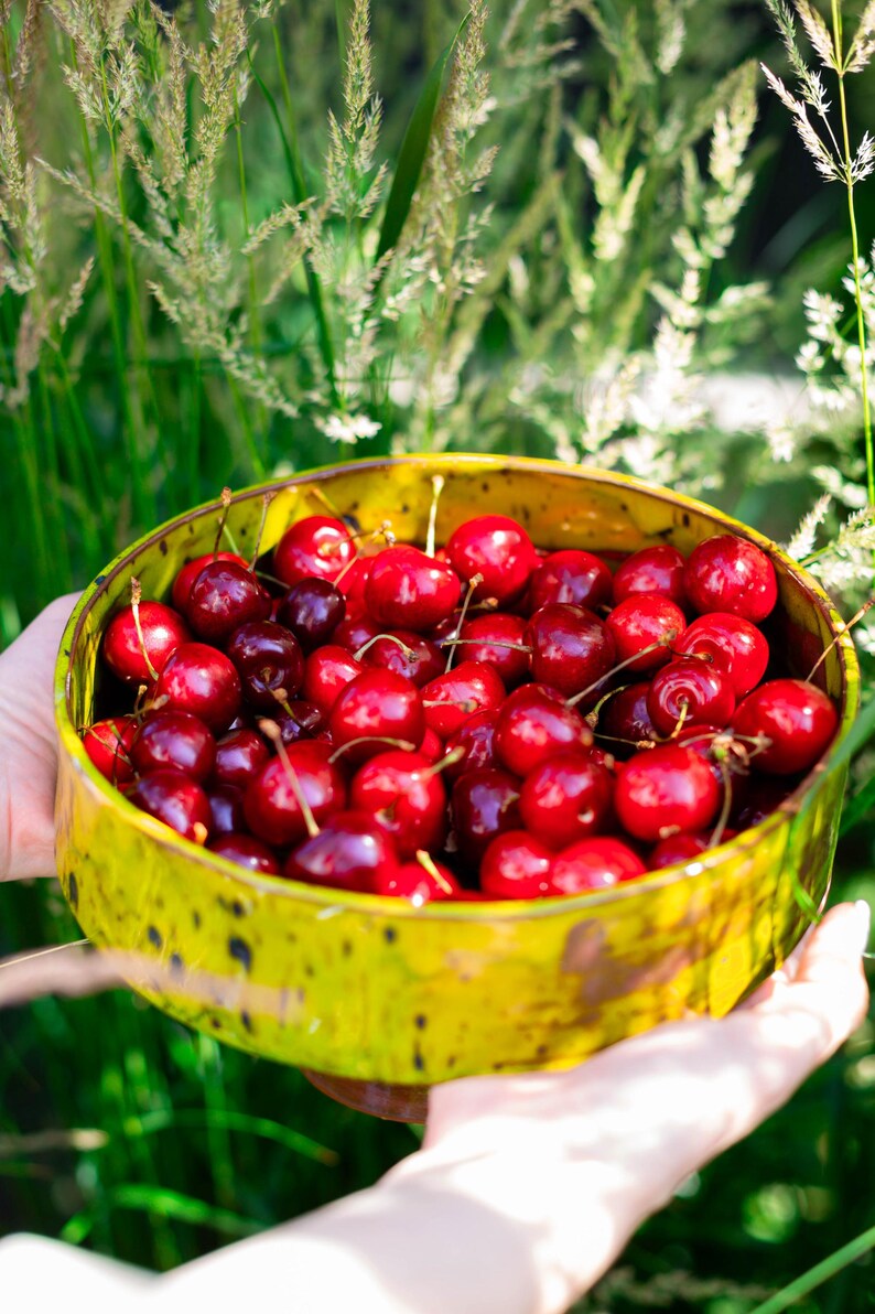 May include: A yellow bowl brimming with fresh, red cherries. The cherries are a deep red, with some appearing darker. The bowl has a speckled pattern and is held against a background of green foliage and tall grass.