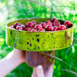 May include: A ceramic serving dish in shades of green and brown, brimming with ripe red cherries. The dish is held up against a backdrop of green foliage. The cherries are a tempting summer treat.