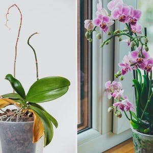 orchid growing kit 4 elements