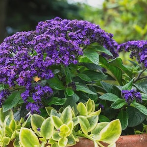 Semillas de heliotropo peruano con aroma a vainilla para cultivo en jardín. Ideal para aficionados.