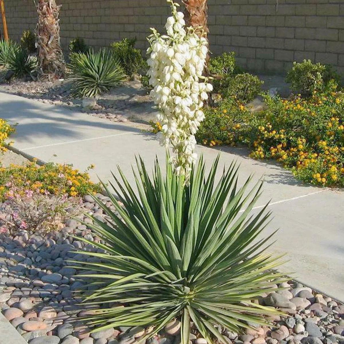 Yucca seeds - Etsy 日本