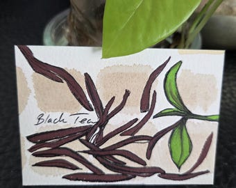 Botanical ACEO Set • Coffee, Pinrapple, Berry, Hibiscus, Rosehip, Rooibos & Black Tea • Watercolour Mini Art Cards