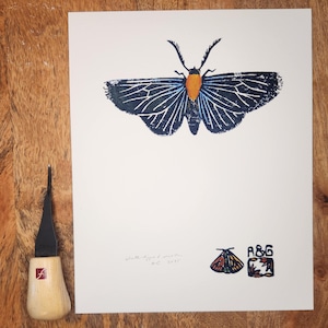 Deep Prussian Blue White-tipped Moth Art Insect Print Original Handmade Moth Lino Block Print Insect Wall Print Butterfly Art Botanical