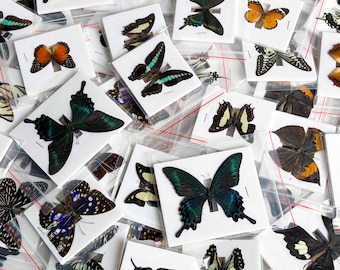 5-200 pezzi di farfalle vere miste, esemplari di farfalle essiccate, confezione all'ingrosso, conservate per decorazioni, cornici per opere d'arte