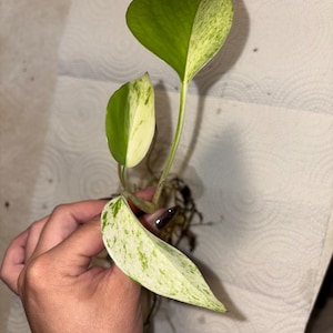 Puede incluir: Primer plano de un pequeño esqueje de planta con tres hojas. Las hojas son una mezcla de verde y blanco, con un patrón moteado. La planta se sostiene en una mano y el fondo es una toalla de papel blanca.