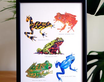 Illustratie bedreigde kikker | Amfibiekunstafdruk | Cadeau voor natuurliefhebbers | Wanddecoratie | A4-formaat