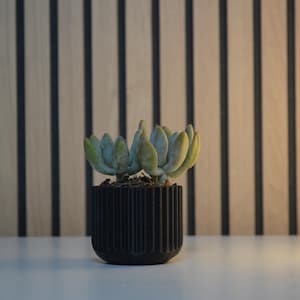 A small succulent plant with pale green leaves sits in a black, ribbed pot. The pot is on a white surface, with a backdrop of vertical wooden panels with black stripes. A soft light illuminates the scene.