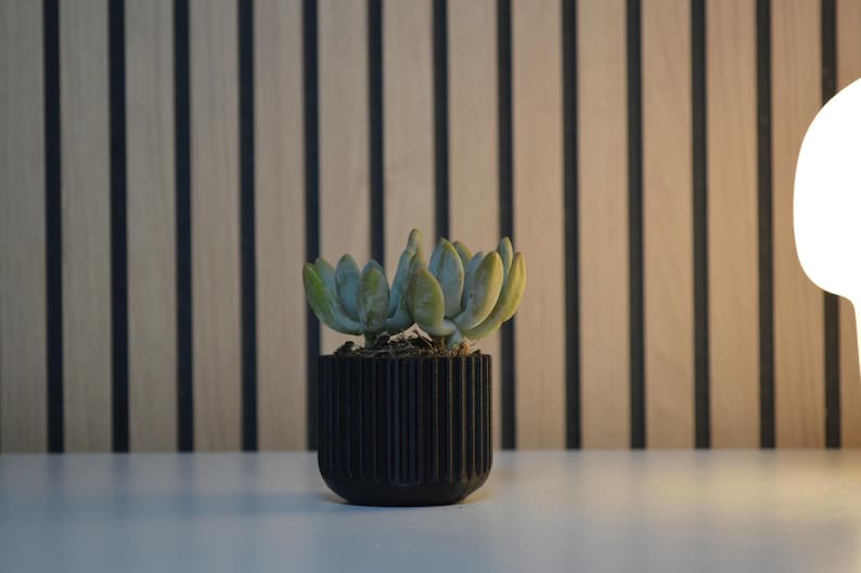 A small succulent plant with pale green leaves sits in a black, ribbed pot. The pot is on a white surface, with a backdrop of vertical wooden panels with black stripes. A soft light illuminates the scene.