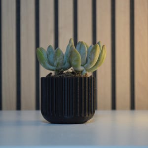 May include: A small succulent plant with pale green leaves sits in a black, vertically ribbed pot. The pot is on a white surface, with a wooden slatted background.