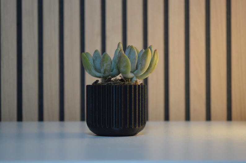 A small succulent plant with pale green leaves sits in a black, vertically ribbed pot. The pot is on a white surface, with a wooden slatted background.