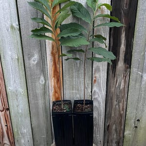 2 potted PAWPAW Trees Asimina triloba 4 Years Old Ready To Plant 24”-36” tall (2 Pack)