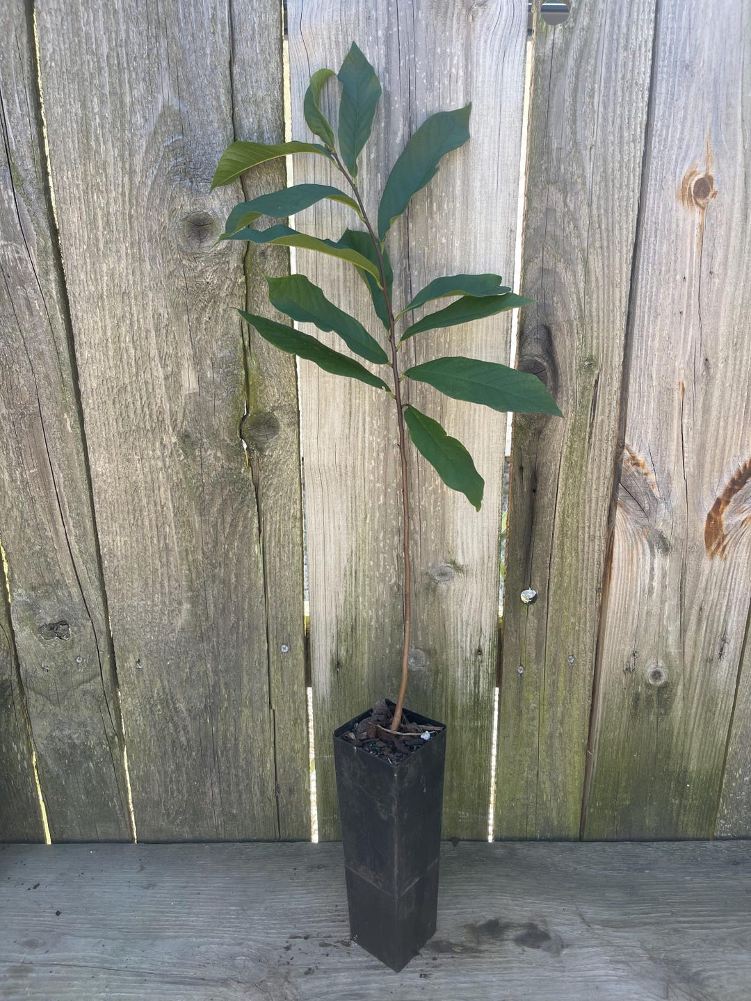 1 Potted PAWPAW Tree Asimina Triloba 4yrs. Old Ready to Plant (2 Pack ...