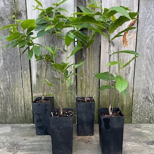 May include: Four young saplings with slender brown trunks and vibrant green serrated leaves, each planted in a tall, square black plastic nursery container filled with dark soil and wood mulch, arranged in a group on a weathered wooden surface.