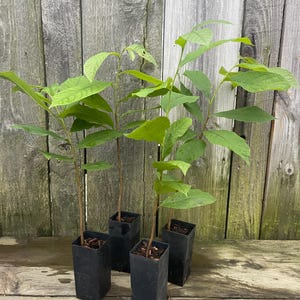 Pawpaw trees (4pack) 2 year old (Asimina triloba) READY TO PLANT! 12-18” tall.