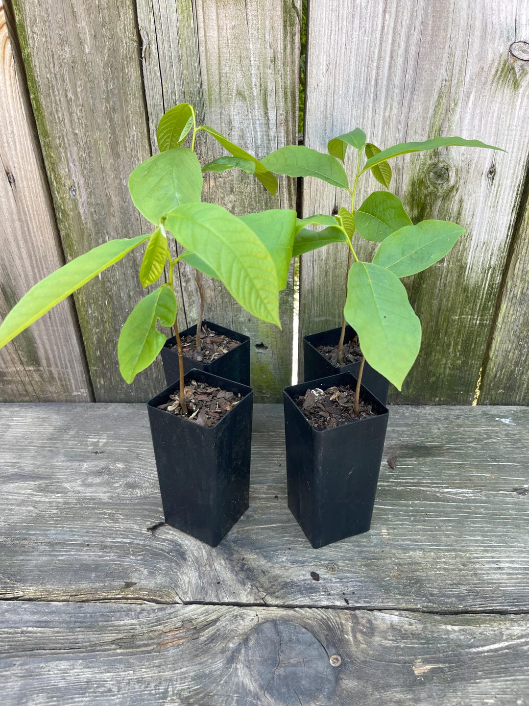 Pawpaw Trees (4pack) 2 Year Old (asimina Triloba) READY TO PLANT! 5-10 ...