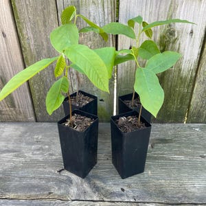 May include: Four young plants in black square pots. The plants have vibrant green leaves and slender brown stems. The pots are filled with dark soil. The background is a weathered wooden fence.