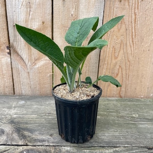 May include: A small green plant with large, textured leaves in a black plastic pot. The plant is set against a wooden background. The pot is filled with a light brown mulch.