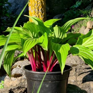 May include: A potted plant featuring vibrant, lime-green, broad, ovate leaves with prominent parallel veins. The plant has distinct, bright magenta-red stems that emerge from a simple, black, cylindrical plastic nursery container.