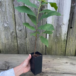Pawpaw tree Potted (2 years old.) READY TO PLANT. (Asimina triloba) Native Hardy fruit. (12”-18” Tall)