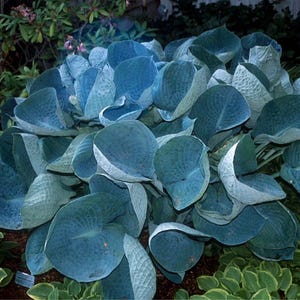 May include: A dense cluster of large, heart-shaped hosta leaves with a distinct blue-green hue and a textured, puckered surface. The foliage is arranged in a layered, overlapping pattern, creating a full, rounded mound of broad, veined leaves.