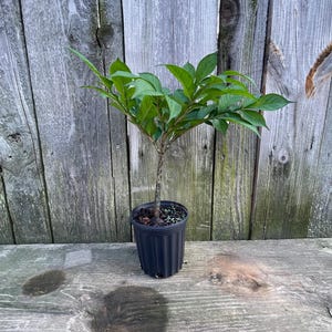 May include: A potted plant with a single mottled brown stem and a canopy of vibrant green, lance-shaped leaves. The plant is housed in a black, ribbed plastic nursery pot filled with dark soil, showcasing a distinct branching foliage structure.