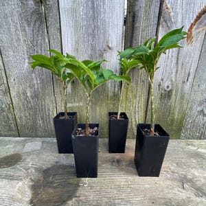 May include: Four voodoo lily plants, each potted in a tall, square black plastic container. The plants feature slender, mottled stems and vibrant green, compound leaves. The soil is visible at the base of each plant within the black pots.