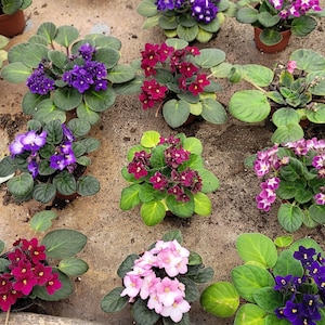 May include: An overhead view of numerous potted African violet plants. The flowers are in shades of purple, pink, and burgundy. The plants have green, rounded leaves and are arranged on a light-coloured surface.