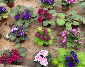 Violettes africaines, pot de 4 po.
