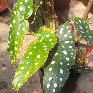 Polka Dot Begonia, also known as Angel Wing Begonia or scientifically as Begonia maculata, 6&quot; potted Angel Wing Begonia