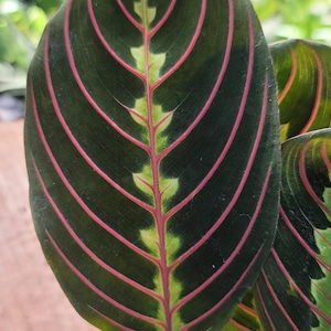 May include: Close-up of a prayer plant leaf, showcasing dark green foliage with vibrant pink veins. The leaf's central vein is light green. The plant is in a small gray pot, with a blurred background of other plants.