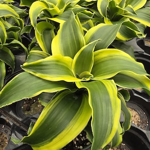 Dracaena Tornado, popular tropical houseplants, 4" pot