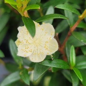 May include: Close-up of a Myrtus communis flower, also known as common myrtle, with a creamy white color and numerous yellow stamens. The flower is surrounded by glossy green leaves and stems.