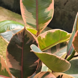 May include: Close-up of a variegated rubber plant with large, oval-shaped leaves. The leaves display a mix of green, pink, and cream colors, with a prominent red midrib. The plant's foliage is lush and vibrant.