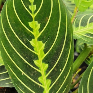 May include: Close-up of a Maranta leuconeura plant leaf. The dark green leaf has a striking pattern of light green veins and a light green central vein. The plant is in a small brown pot.