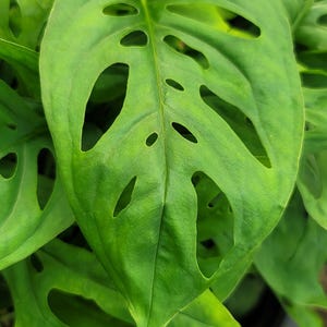 May include: Close-up of a vibrant green Monstera adansonii leaf, also known as the Swiss cheese plant, with distinctive oval-shaped holes. The leaf's texture is smooth, and the plant is a popular houseplant.