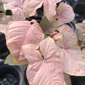 Nephthyis , also known as the arrowhead plant. Based on its pink color, it is likely a 'Neon Robusta' variety. 4" Pot