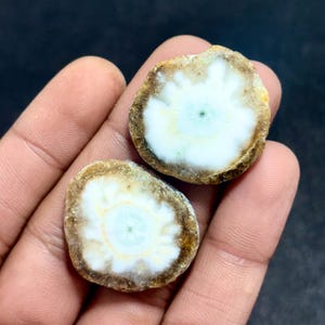 May include: Two polished, round gemstones with a white, starburst pattern center and a brown outer edge. The gemstones are held in a hand, showcasing their natural colors and textures. The stones have a unique, organic appearance.