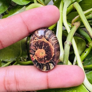 Könnte beinhalten: Ein ovaler, polierter Edelstein mit einem detaillierten Ammoniten-Fossilmuster in Braun-, Orange- und Cremetönen. Die Spiralstruktur des Fossils ist deutlich sichtbar. Der Edelstein wird vor einem Hintergrund aus grünem Laubwerk präsentiert.