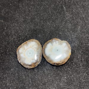 May include: Two polished, circular agate slices. Each slice features a white and pale blue center surrounded by a brown and tan outer edge. The agate slices are displayed on a dark gray surface.
