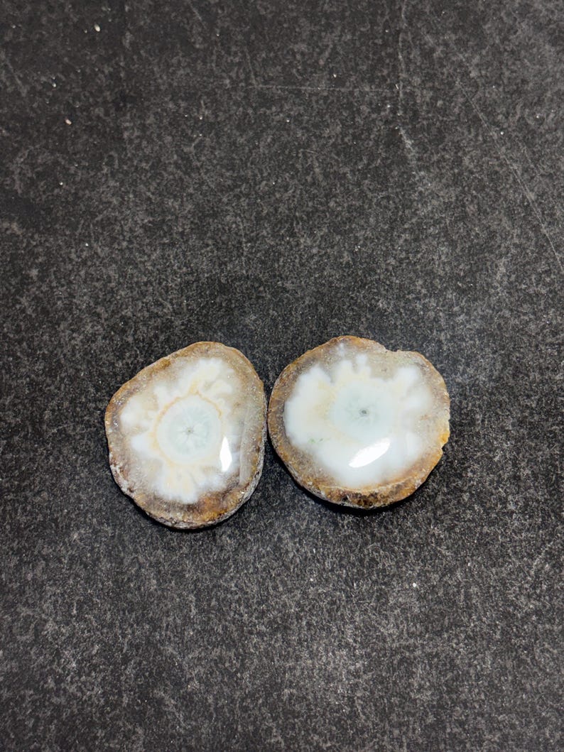 May include: Two polished, circular agate slices. Each slice features a white and pale blue center surrounded by a brown and tan outer edge. The agate slices are displayed on a dark gray surface.
