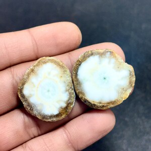 May include: Two polished, round gemstones with a unique pattern. The center of each stone is a light blue-green color, surrounded by white and a brown outer edge. The stones are held in a hand, showcasing their natural beauty.