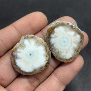 May include: Two polished, circular stone slices. Each slice has a white and light blue center with a brown and tan outer edge. The stones are held in a person's hand against a dark background. These appear to be decorative or collectible items.