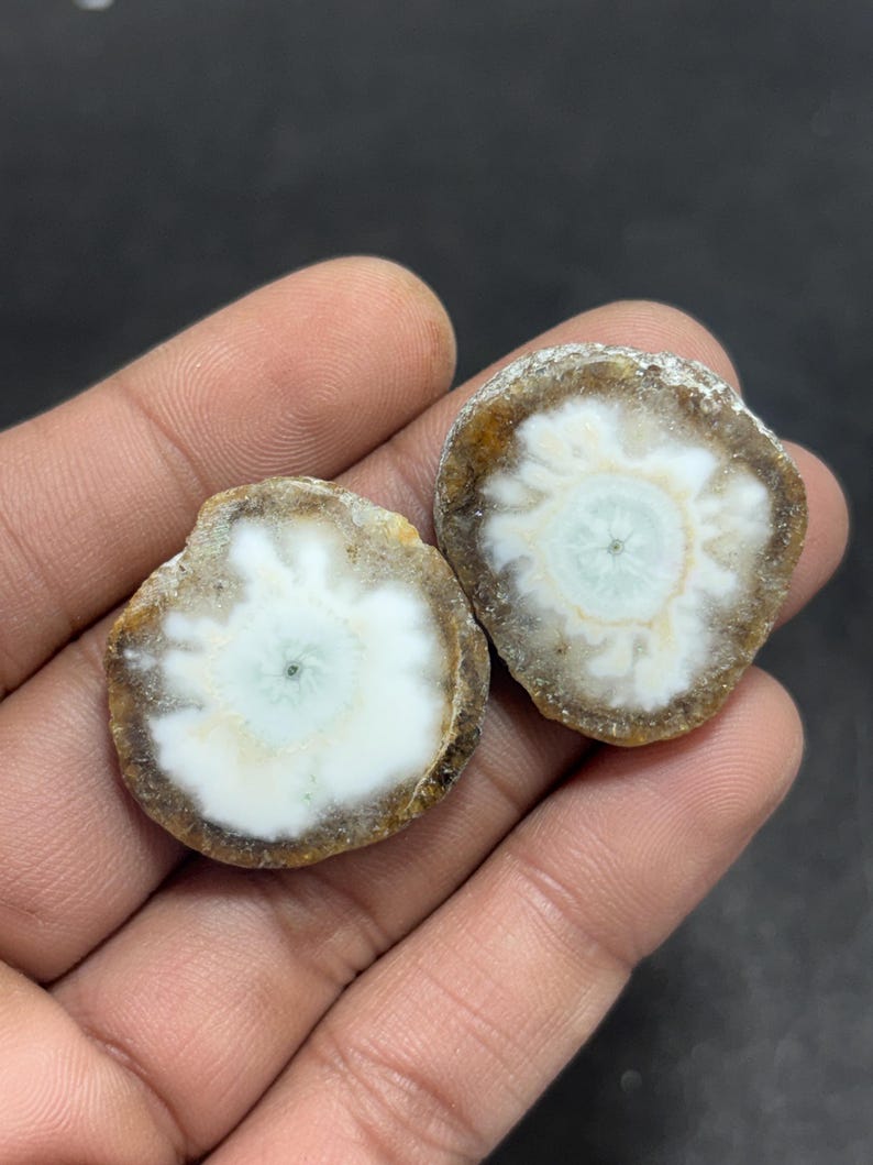 May include: Two polished, circular stone slices. Each slice has a white and light blue center with a brown and tan outer edge. The stones are held in a person's hand against a dark background. These appear to be decorative or collectible items.