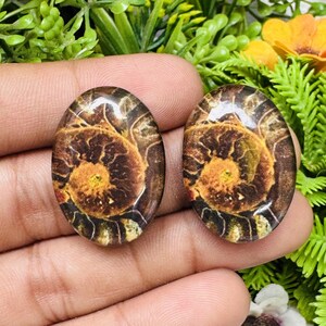 Könnte beinhalten: Zwei ovale Cabochons mit einem fossilen Ammoniten-Design. Die Fossilien zeigen ein Spiralmuster in Braun-, Orange- und Gelbtönen vor einem durchscheinenden Hintergrund. Diese Cabochons sind wahrscheinlich für die Schmuckherstellung oder das Kunsthandwerk bestimmt.